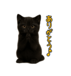 夏を楽しむ♪黒猫ぬいぐるみスタンプ（個別スタンプ：15）