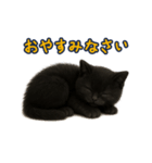 夏を楽しむ♪黒猫ぬいぐるみスタンプ（個別スタンプ：19）