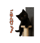 夏を楽しむ♪黒猫ぬいぐるみスタンプ（個別スタンプ：22）