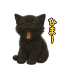 夏を楽しむ♪黒猫ぬいぐるみスタンプ（個別スタンプ：26）
