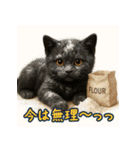 夏を楽しむ♪黒猫ぬいぐるみスタンプ（個別スタンプ：27）