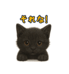 夏を楽しむ♪黒猫ぬいぐるみスタンプ（個別スタンプ：32）