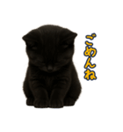夏を楽しむ♪黒猫ぬいぐるみスタンプ（個別スタンプ：34）