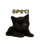夏を楽しむ♪黒猫ぬいぐるみスタンプ（個別スタンプ：37）