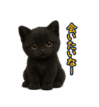 夏を楽しむ♪黒猫ぬいぐるみスタンプ（個別スタンプ：39）