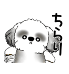B＆Wシーズー 「飛び出す」面倒くさいの...（個別スタンプ：1）