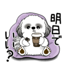 B＆Wシーズー 「飛び出す」面倒くさいの...（個別スタンプ：7）
