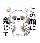 B＆Wシーズー 「飛び出す」面倒くさいの...（個別スタンプ：13）