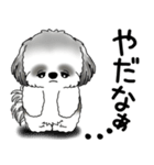 B＆Wシーズー 「飛び出す」面倒くさいの...（個別スタンプ：16）