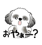 B＆Wシーズー 「飛び出す」面倒くさいの...（個別スタンプ：18）