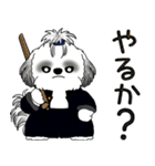 B＆Wシーズー 「飛び出す」面倒くさいの...（個別スタンプ：22）