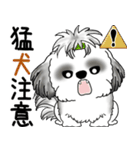 B＆Wシーズー 「飛び出す」面倒くさいの...（個別スタンプ：24）
