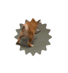 ソラの子犬期（個別スタンプ：7）
