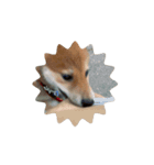 ソラの子犬期（個別スタンプ：12）