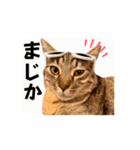 お酒とネコ好きな日常会話 43（個別スタンプ：3）