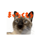 お酒とネコ好きな日常会話 43（個別スタンプ：5）