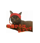 お酒とネコ好きな日常会話 43（個別スタンプ：7）