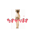 お酒とネコ好きな日常会話 43（個別スタンプ：12）