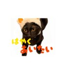 お酒とネコ好きな日常会話 43（個別スタンプ：13）