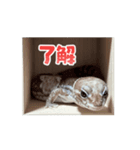 ニシアフ ピコ（個別スタンプ：1）
