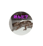 ニシアフ ピコ（個別スタンプ：6）