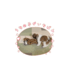 はる太の日常♡（個別スタンプ：5）