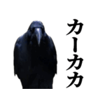 カカカのカカカカ（個別スタンプ：1）