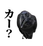 カカカのカカカカ（個別スタンプ：5）