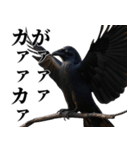 カカカのカカカカ（個別スタンプ：8）