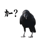 カカカのカカカカ（個別スタンプ：11）