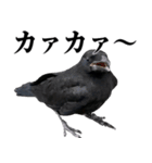 カカカのカカカカ（個別スタンプ：12）