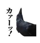 カカカのカカカカ（個別スタンプ：13）