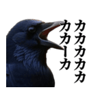 カカカのカカカカ（個別スタンプ：15）