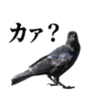 カカカのカカカカ（個別スタンプ：26）
