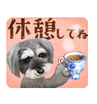 【シュナのおうち】動くよ！Pop-Up（個別スタンプ：10）