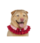 赤い服を着た紀州犬 (NT)（個別スタンプ：1）