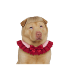 赤い服を着た紀州犬 (NT)（個別スタンプ：2）
