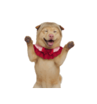 赤い服を着た紀州犬 (NT)（個別スタンプ：3）