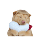 赤い服を着た紀州犬 (NT)（個別スタンプ：4）