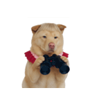 赤い服を着た紀州犬 (NT)（個別スタンプ：5）