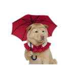 赤い服を着た紀州犬 (NT)（個別スタンプ：6）