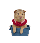 赤い服を着た紀州犬 (NT)（個別スタンプ：7）