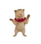 赤い服を着た紀州犬 (NT)（個別スタンプ：8）