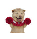 赤い服を着た紀州犬 (NT)（個別スタンプ：10）