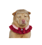 赤い服を着た紀州犬 (NT)（個別スタンプ：12）