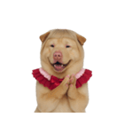 赤い服を着た紀州犬 (NT)（個別スタンプ：13）