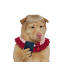 赤い服を着た紀州犬 (NT)（個別スタンプ：14）
