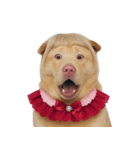 赤い服を着た紀州犬 (NT)（個別スタンプ：15）