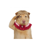 赤い服を着た紀州犬 (NT)（個別スタンプ：17）