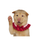 赤い服を着た紀州犬 (NT)（個別スタンプ：18）